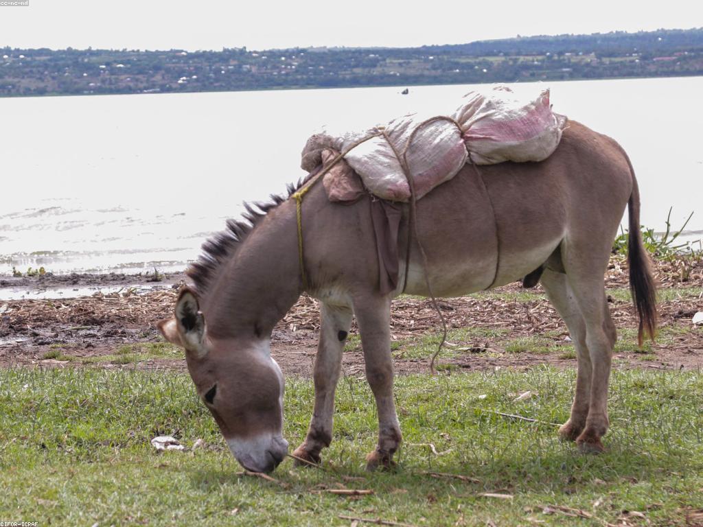 អភិវឌ្ឍន៍ស្លត: ដំណោះស្រាយសម្រាប់ការអភិវឌ្ឍន៍ប្រព័ន្ធគាំទ្រ